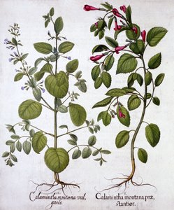 Calamints, de Hortus Eystettensis, de Basil Besler (1561-1629), pub. 1613 (gravura colorida à mão) de German School