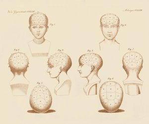 Ângulos faciais do campista (gravura colorida) de German School