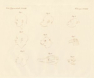 Ângulos faciais do campista (gravura colorida) de German School