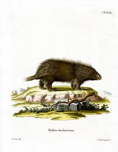 Porcupine canadiano (gravação a cores) de German School