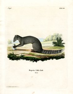 Cape Grey Mongoose (gravação a cores) de German School