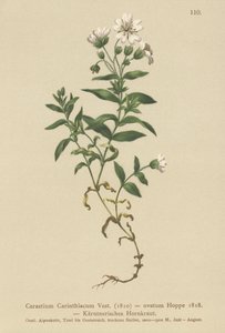 Orelha de rato Caríntia (Cerastium Carinthiacum, Cerastium ovatum) de German School