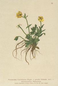 Botão de ouro Caríntia (Ranunculus Carinthiacus, Ranunculus gracilis) de German School