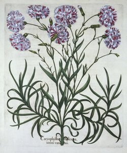 Cravo, de Hortus Eystettensis, de Basil Besler (1561-1629), pub. 1613 (gravura colorida à mão) de German School