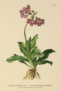 Primrose de Carniolan (Primula Carniolica) de German School
