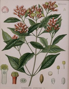 Caryophyllus Aromaticus (cravo) de German School