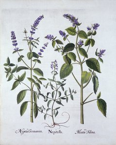 Catmintand Catnip, de Hortus Eystettensis, de Basil Besler (1561-1629), pub. 1613 (gravura colorida à mão) de German School