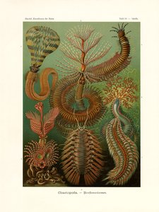Chaetopoda, 1899-1904 de German School