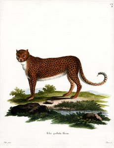 Chita (gravura colorida) de German School