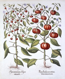 Chili Pepper [Nightshade Family], de Hortus Eystettensis, de Basil Besler (1561-1629), pub. 1613 (gravura colorida à mão) de German School