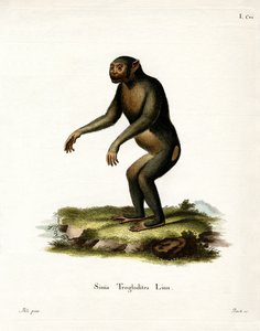 Chimpanzé (gravura colorida) de German School