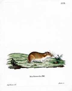 Hamster Listrado Chinês (gravação a cores) de German School