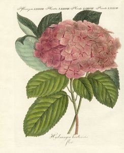 Flores chinesas de German School