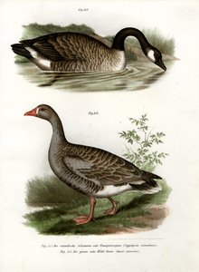 Ganso chinês, 1864 de German School