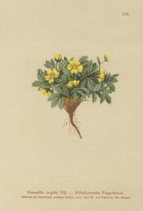 Cinquefoil (Potentilla frigida, Potentilla glacialis, Potentilla helvetica) de German School