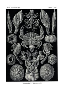 Cirripedia, 1899-1904 de German School