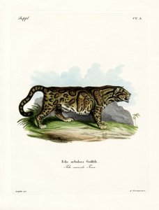Leopardo Nublado (gravura colorida) de German School