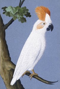 Cacatua, 1750-1800 de German School