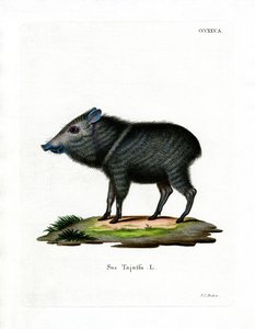 Peccary de colarinho (gravação a cores) de German School