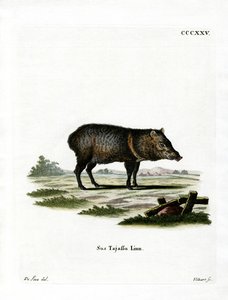Peccaria Coleira de German School