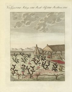 Coleccionar cochenilles (gravação a cores) de German School