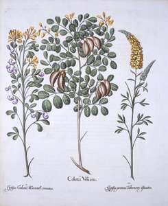 Colutea Tree e Cytisus Varieties, de Hortus Eystettensis, de Basil Besler (1561-1629), pub. 1613 (gravura colorida à mão) de German School