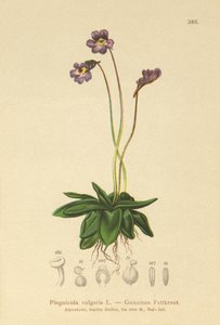 Butterwort comum (Pinguicula vulgaris) de German School