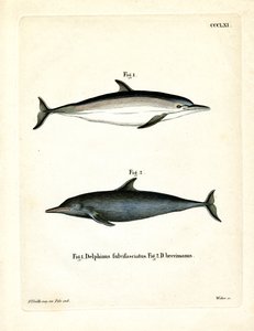 Golfinho Comum (gravura colorida) de German School