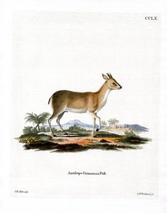 Duiker comum (gravação a cores) de German School