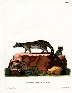 Genet comum (gravação a cores) de German School