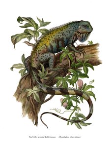 Iguana comum (cor litho) de German School
