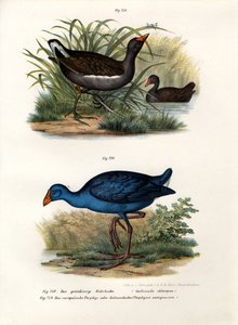 Galinha d&39;água comum, 1864 de German School