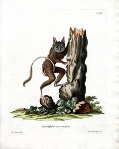 Rato Opossum Comum (gravação a cores) de German School