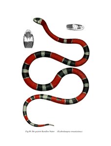 Cobra de Pescoço Comum (cor litho) de German School