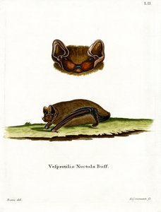 Morcego Noctule comum (gravação a cores) de German School