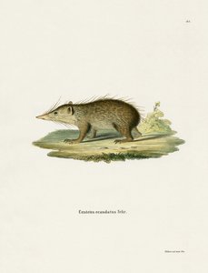 Common Tenrec (gravação a cores) de German School