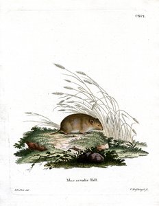 Vole comum (gravação a cores) de German School
