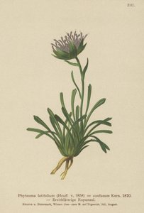 Confuso Rampion (Phyteuma misturado Phyteuma latifolium, Phyteuma ssp hemisférica. Confuso anão Phyteuma) de German School