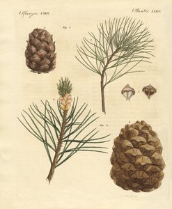 Madeiras de coníferas com frutos comestíveis de German School