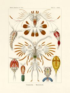Copepoda, 1899-1904 de German School