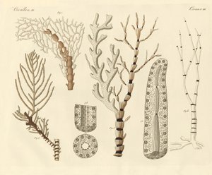 Pólipos de coral (gravação a cores) de German School