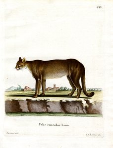 Cougar (gravura colorida) de German School