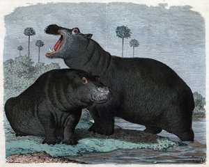 Um par de Hippotamus. Em "Wenn Jemand eine Reise thut, so kann erzahlen" (Quando alguém viaja, isto é o que ele pode dizer), conto alemão de Franz Wiedemann de German School