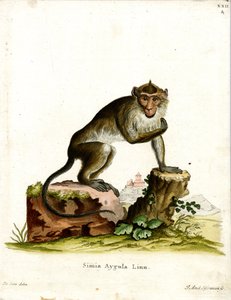 Crab-eating Macaque (gravação colorida) de German School