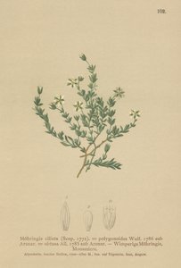 Sandwort de rastejamento (Moehringia ciliata, poligonoides de Moehringia, Arenaria obtusa) de German School
