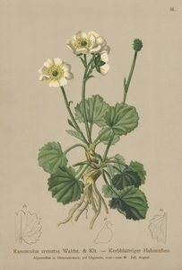Aranha Crenada (Ranunculus crenatus) de German School
