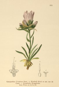 Sino gramíneo croata (Edrajanthus Croaticus, Edraianthus croaticus, Edraianthus Kitaibellii, Edraianthus graminifolius, Edraianthus albanicus, Wahlenbergia graminifolia) de German School