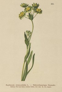 Orelha de Lebres com Aranhas (Bupleurum ranunculoides) de German School
