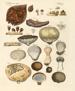 Plantas criptogramas (gravura colorida) de German School