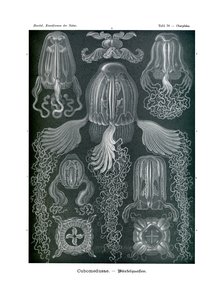 Chirodropida, 1899-1904 de German School